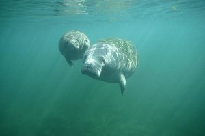 Tui De Roy - West Indian Manatee and young wintering spring waters, Crystal River, Florida