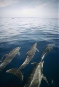 Tui De Roy - Bottlenose Dolphin pod surfacing, Isabella Island, Galapagos Islands, Ecuador