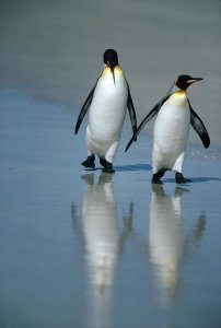 Tui De Roy - King Penguin pair on landing beach, Volunteer Point, Falkland Islands