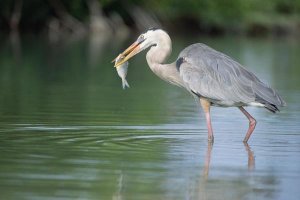 Tui De Roy - Great Blue Heron fishing in Mangrove lagoon, Galapagos Islands, Ecuador