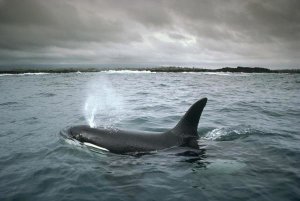 Tui De Roy - Orca, Santa Cruz Island, Galapagos Islands, Ecuador