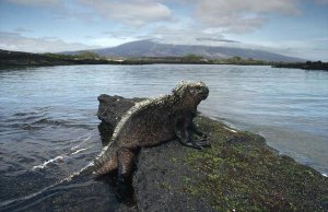 Tui De Roy - Marine Iguana, Punta Espinosa,  Galapagos Islands, Ecuador