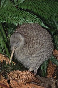 Tui De Roy - Great Spotted Kiwi male in rainforest habitat, New Zealand