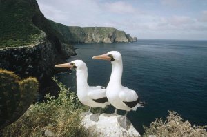 Tui De Roy - Masked Booby courting pair on cliff nest, Galapagos Islands, Ecuador