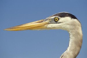 Tui De Roy - Great Blue Heron portrait, Galapagos Islands, Ecuador