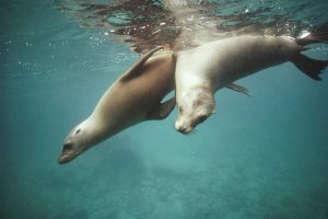 Tui De Roy - California Sea Lion juveniles playing, Sea of Cortez,  Mexico