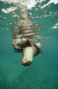 Tui De Roy - California Sea Lion juveniles playing, Sea of Cortez,  Mexico