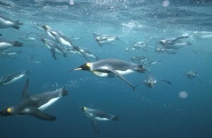 Tui De Roy - King Penguins underwater, Macquarie Island