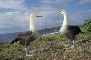 Tui De Roy - Waved Albatross courtship display, Galapagos Islands, Ecuador