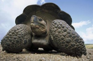 Tui De Roy - Galapagos Giant Tortoise on caldera rim, Alcedo Volcano, Galapagos Islands