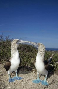 Tui De Roy - Blue-footed Booby pair in courtship dance, Galapagos Islands, Ecuador