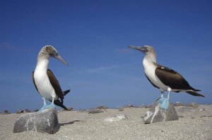 Tui De Roy - Blue-footed Booby pair, Galapagos Islands, Ecuador