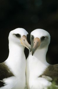 Tui De Roy - Laysan Albatross pair bonding, Midway Atoll, Hawaii