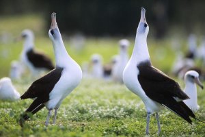 Tui De Roy - Laysan Albatross courtship dance, Midway Atoll, Hawaii