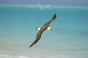 Tui De Roy - Laysan Albatross flying towards breeding grounds, Midway Atoll, Hawaii