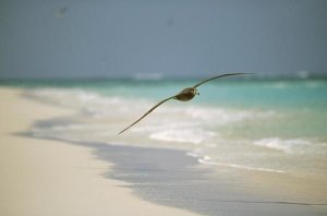 Tui De Roy - Black-footed Albatross flying, Midway Atoll, Hawaii