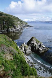 Tui De Roy - Cape Horn National Park, southern tip of South America, Patagonia, Argentina