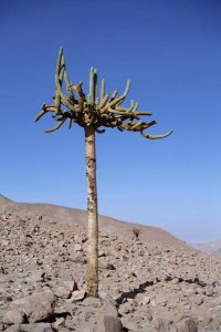 Tui De Roy - Candelabra Cactus , Lluta River Valley,  Atacama Desert, Chile