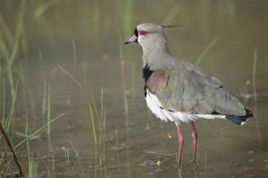 Tui De Roy - Southern Lapwing in marshland,  Pantanal, Brazil