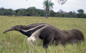 Tui De Roy - Giant Anteater , Pantanal, Brazil