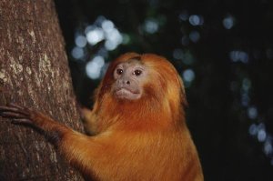 Tui De Roy - Golden Lion Tamarin, Poco Das Antas Reserve, Atlantic Forest, Brazil