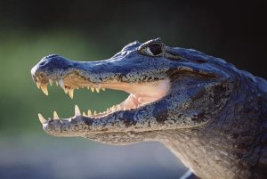 Tui De Roy - Jacare Caiman portrait, Pantanal, Brazil