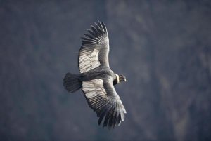 Tui De Roy - Andean Condor male riding thermal updraft over Colca Canyon, Peru