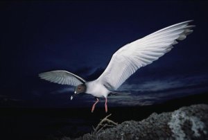 Tui De Roy - Swallow-tailed Gull departs at dusk to feed far offshore, Galapagos Islands