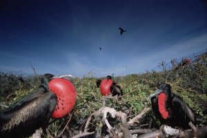 Tui De Roy - Great Frigatebird males in courtship display, Galapagos Islands, Ecuador