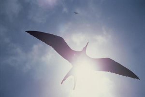 Tui De Roy - Great Frigatebird juvenile flying, Galapagos Islands, Ecuador