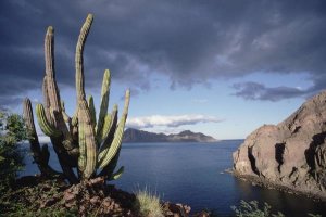 Tui De Roy - Danzante Island, Sea of Cortez, Baja California, Mexico