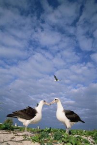 Tui De Roy - Laysan Albatross pair courting, Midway Atoll, Hawaii