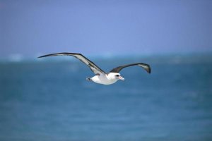 Tui De Roy - Laysan Albatross flying to breeding colony, Midway Atoll, Hawaii
