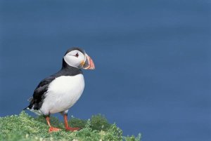 Tui De Roy - Atlantic Puffin showing breeding color, Skomer Island, Wales