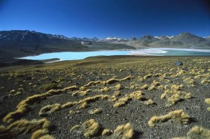 Tui De Roy - Eduardo Avaroa Faunistic Reserve, altiplano, Bolivia