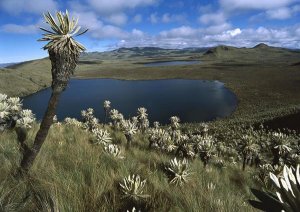 Tui De Roy - Frailejones growing in Paramo Del Angel, northern Andes, Ecuador