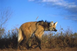 Tui De Roy - Maned Wolf in tall grass, Serra de Canastra National Park, Brazil