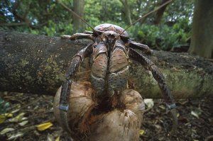 Tui De Roy - Coconut Crab eating, Palmyra Atoll NWR, US Line Islands