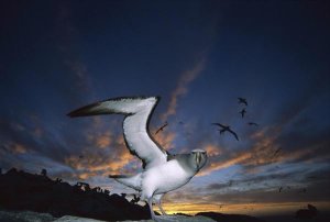 Tui De Roy - Salvin's Albatrosses returning to colony at sunset, Bounty Islands, New Zealand