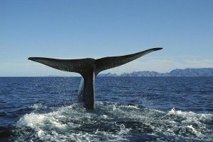 Tui De Roy - Blue Whale raising fluke for deep dive, Sea of Cortez, Baja California, Mexico