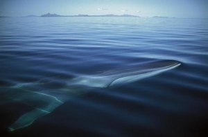 Tui De Roy - Fin Whale at winter feeding grounds, Sea of Cortez, Baja California, Mexico