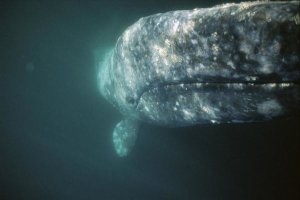 Tui De Roy - Gray Whale curious adult investigating underside of boat, Baja, Mexico