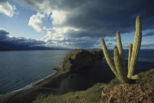 Tui De Roy - Danzante Island, Sea of Cortez, Baja California, Mexico