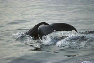 Tui De Roy - Humpback Whale tail, Gorda Banks, Cabo San Lucas, Baja California, Mexico