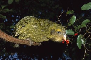 Tui De Roy - Kakapo feeding on Supplejack berries, Codfish Island,  New Zealand