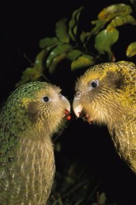 Tui De Roy - Kakapo pair playing, Codfish Island, New Zealand