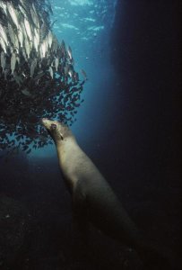 Tui De Roy - Galapagos Sea Lion pup fishing amid school of striped snapper, Galapagos Islands