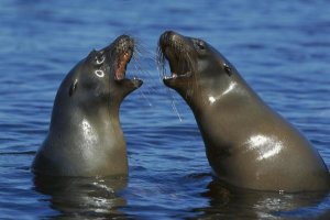 Tui De Roy - Galapagos Sea Lion females socializing, Galapagos Islands, Ecuador