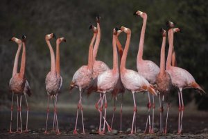 Tui De Roy - Greater Flamingo synchronized group courtship dance, Galapagos Islands