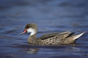 Tui De Roy - White-cheeked Pintail male in salt lagoon, Galapagos Islands